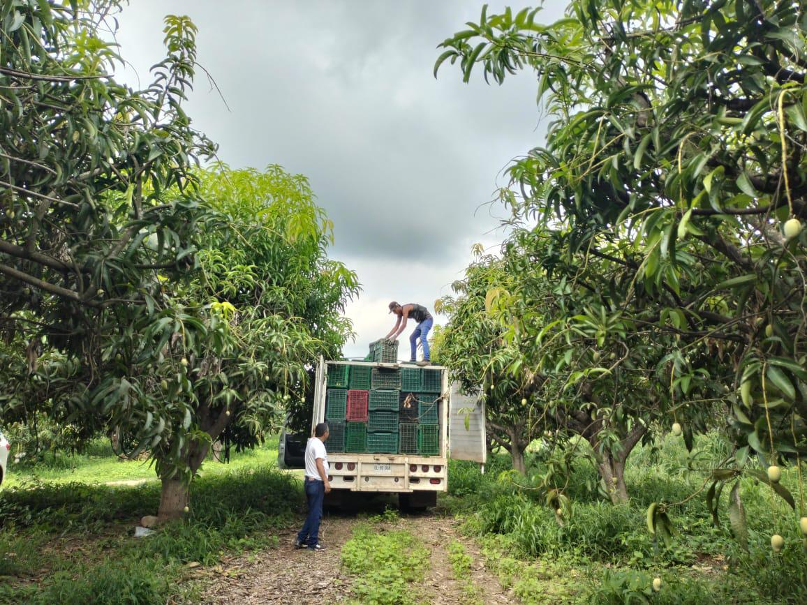 $!El corte, primer paso para la exportación del mango del sur de Sinaloa