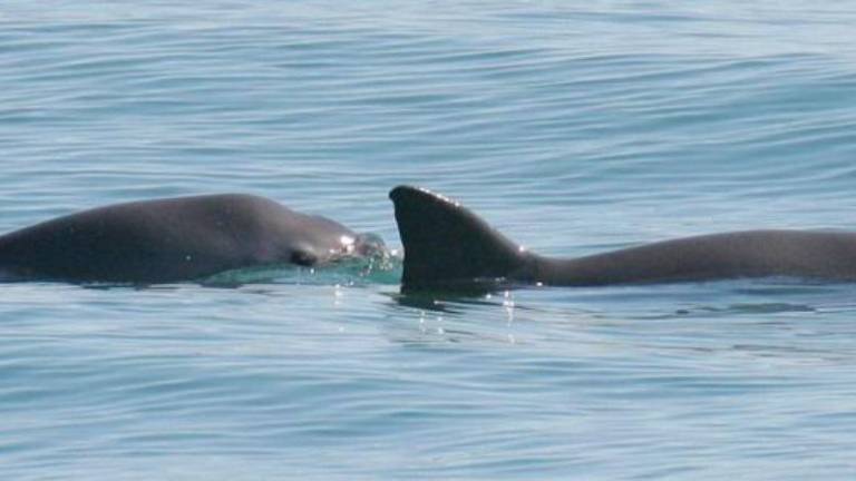 Una vaquita y su cría emergen en las aguas de San Felipe, Baja California. En 2021, el biólogo Lorenzo Rojas observó vaquitas con crías.