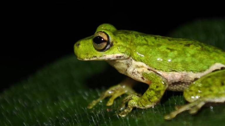 En La Chinantla, los investigadores han hallado a nuevas especies de ranas.