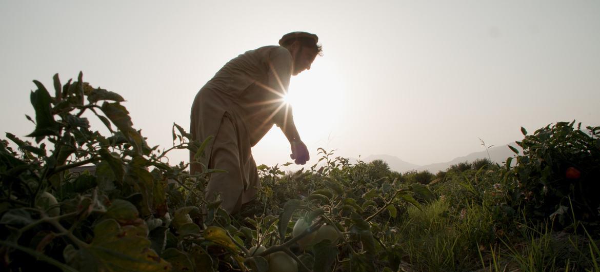 $!Un agricultor de la provincia afgana de Nangarhar que cultiva tomates, antes cultivaba opio.