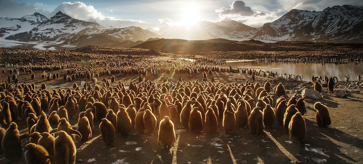 $!Pingüinos rey juveniles en Georgia del Sur y las islas Sandwich del Sur. Foto: © Un