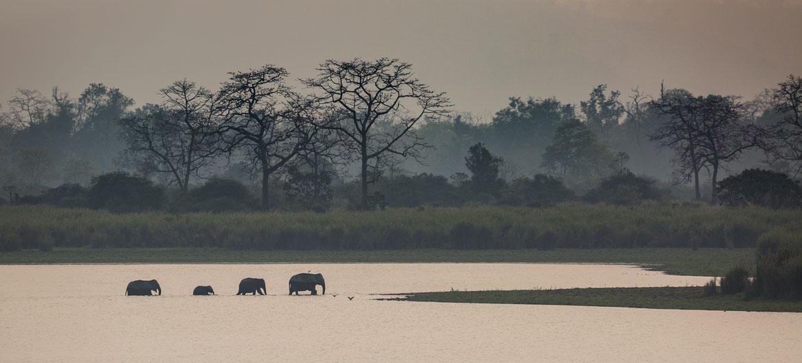 $!Ola de solidaridad: una ola creciente que presagia un cambio ambiental positivo: países que trabajan juntos en Asia para luchar contra el comercio ilegal de vida silvestre. Desde los leopardos de las nieves y los pandas rojos en Bután hasta los orangutanes en Indonesia, los tigres y los elefantes en la India, nuestro mundo es más rico y completo, además de más abundante y productivo, porque estas especies están en él.