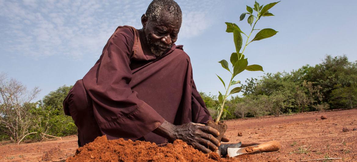 $!Un hombre planta un arbolito en el norte de Burkina Faso.