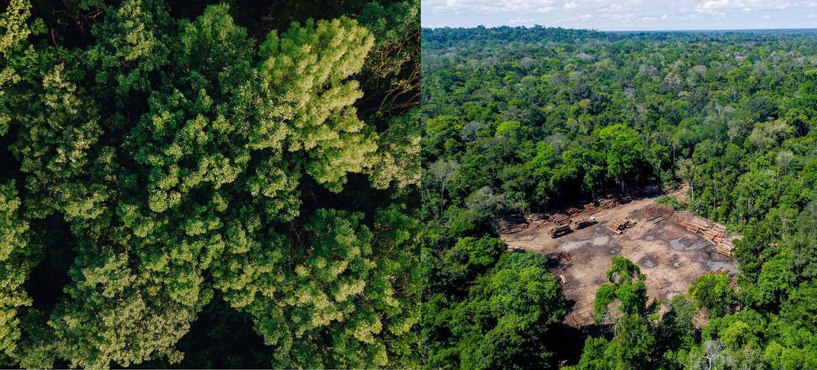 $!La conservación de los bosques podría aportar alrededor del 20% de las reducciones necesarias en ambos años.