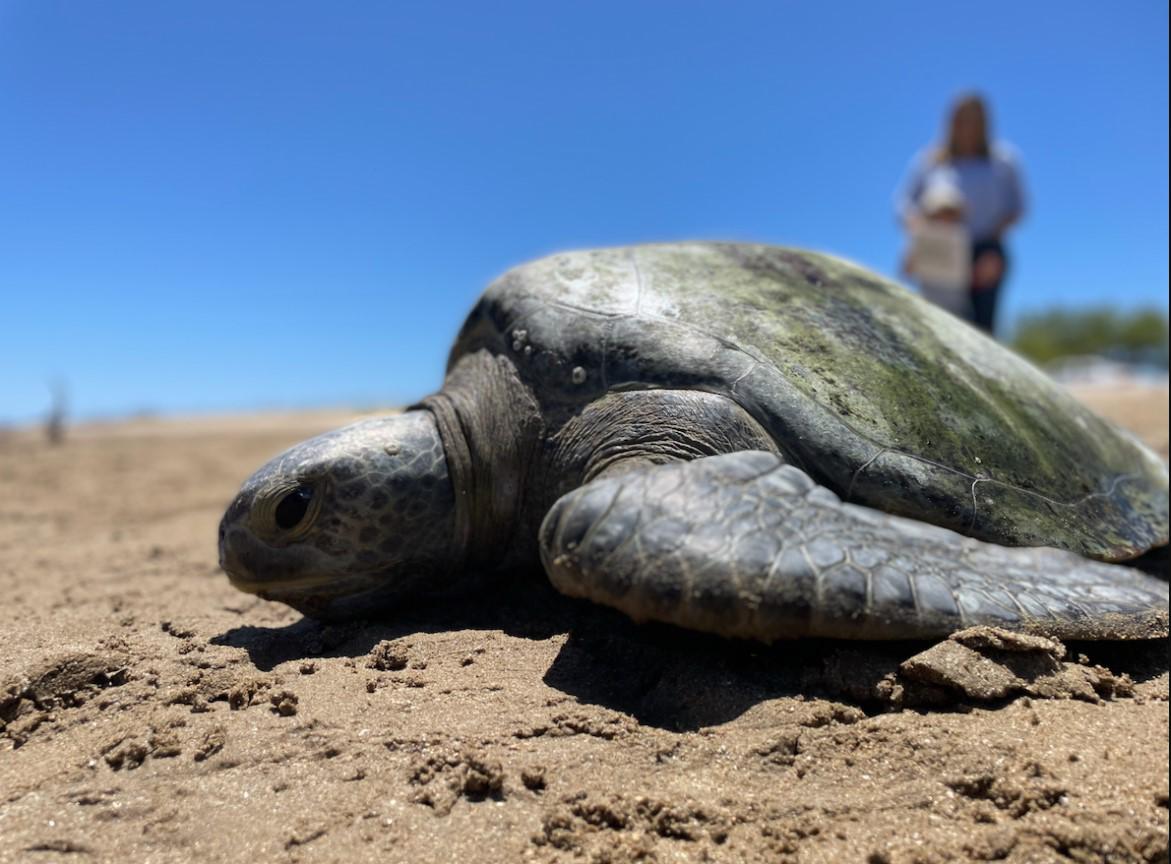 $!Una tortuga verde o negra (Chelonia mydas).