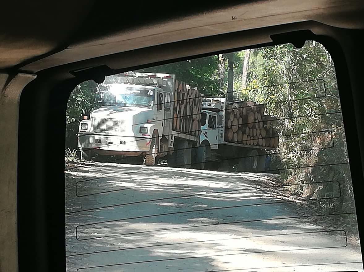 $!Aunque el bosque de maple o arce no es aprovechado por ser zona protegida, todas las florestas de pino y oyamel de su cuenca han sido fuertemente taladas bajo el patrocinio de grupos delictivos.