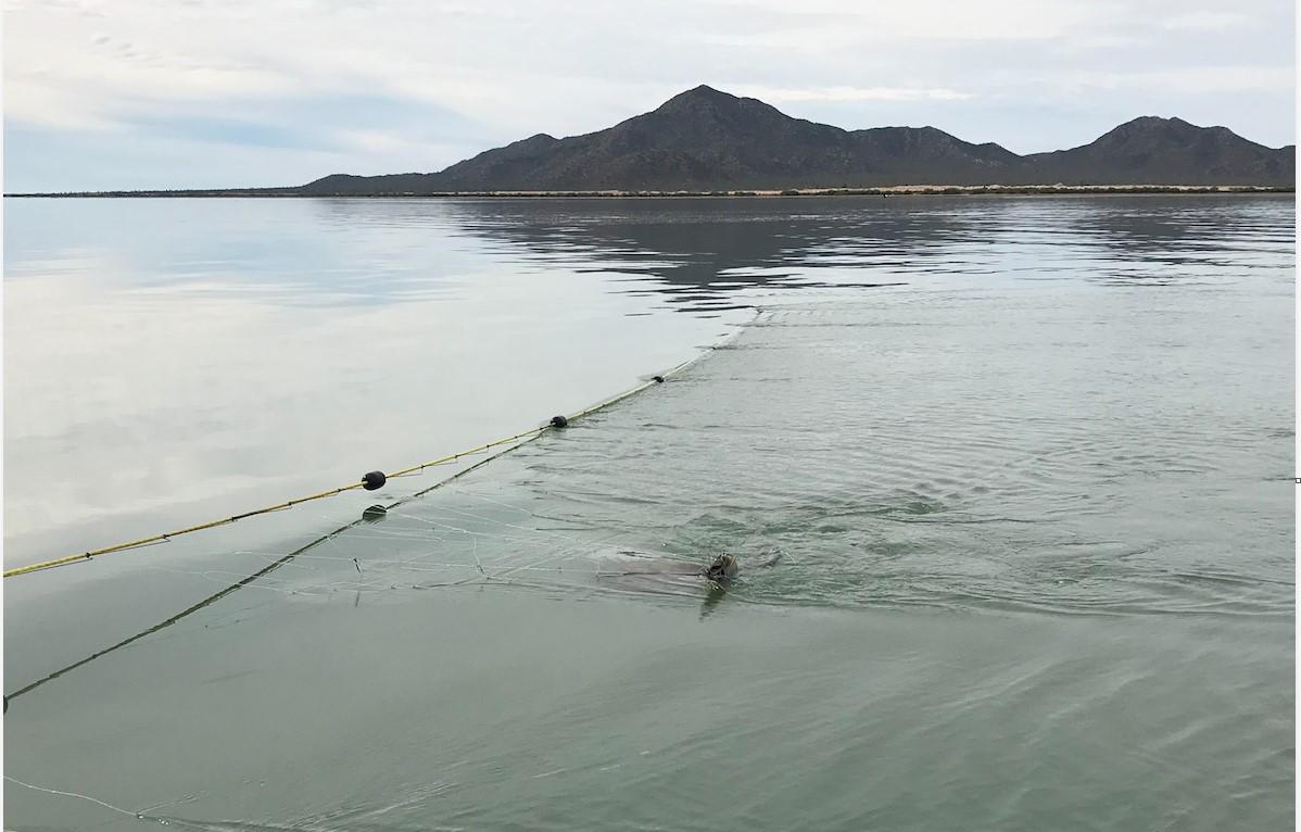 $!Los Becerra, ex pescadores que hoy monitorean y rescatan tortugas marinas en el noroeste de México