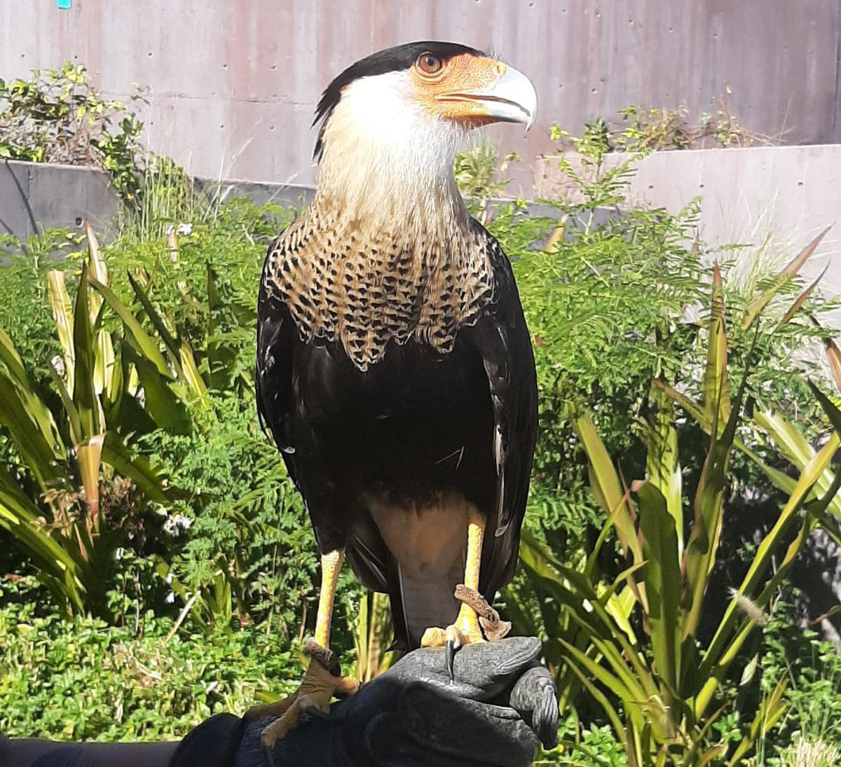 $!Aves y reptiles están a cargo del Gran Acuario Mazatlán Mar de Cortés: director