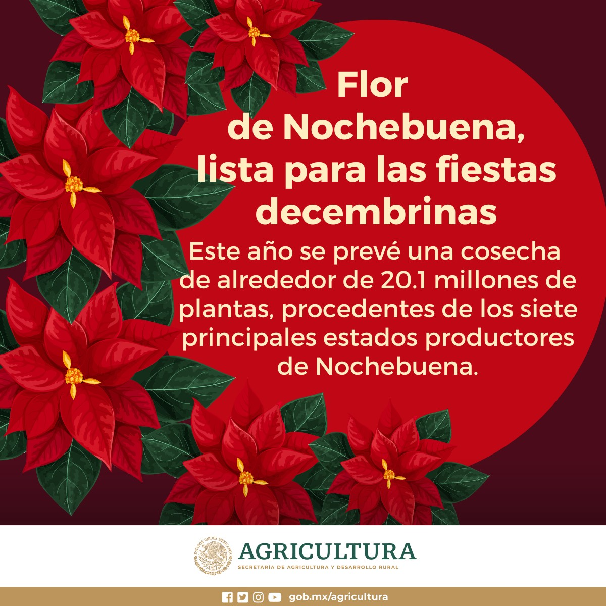 $!Flor de Nochebuena, lista para las fiestas decembrinas