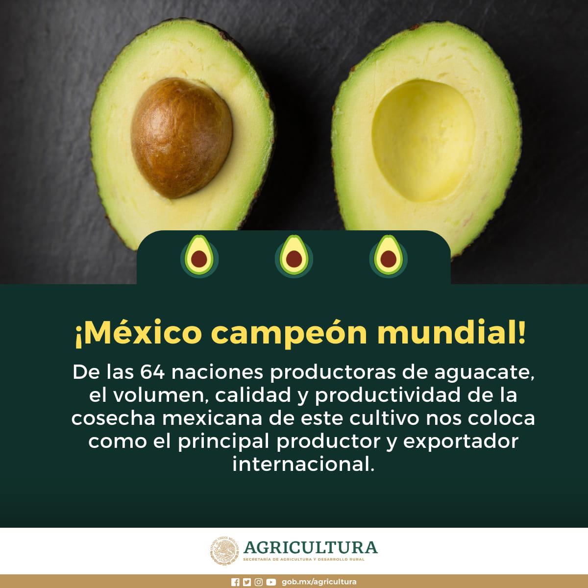 $!Es México líder mundial en producción y exportación de aguacate: Sader