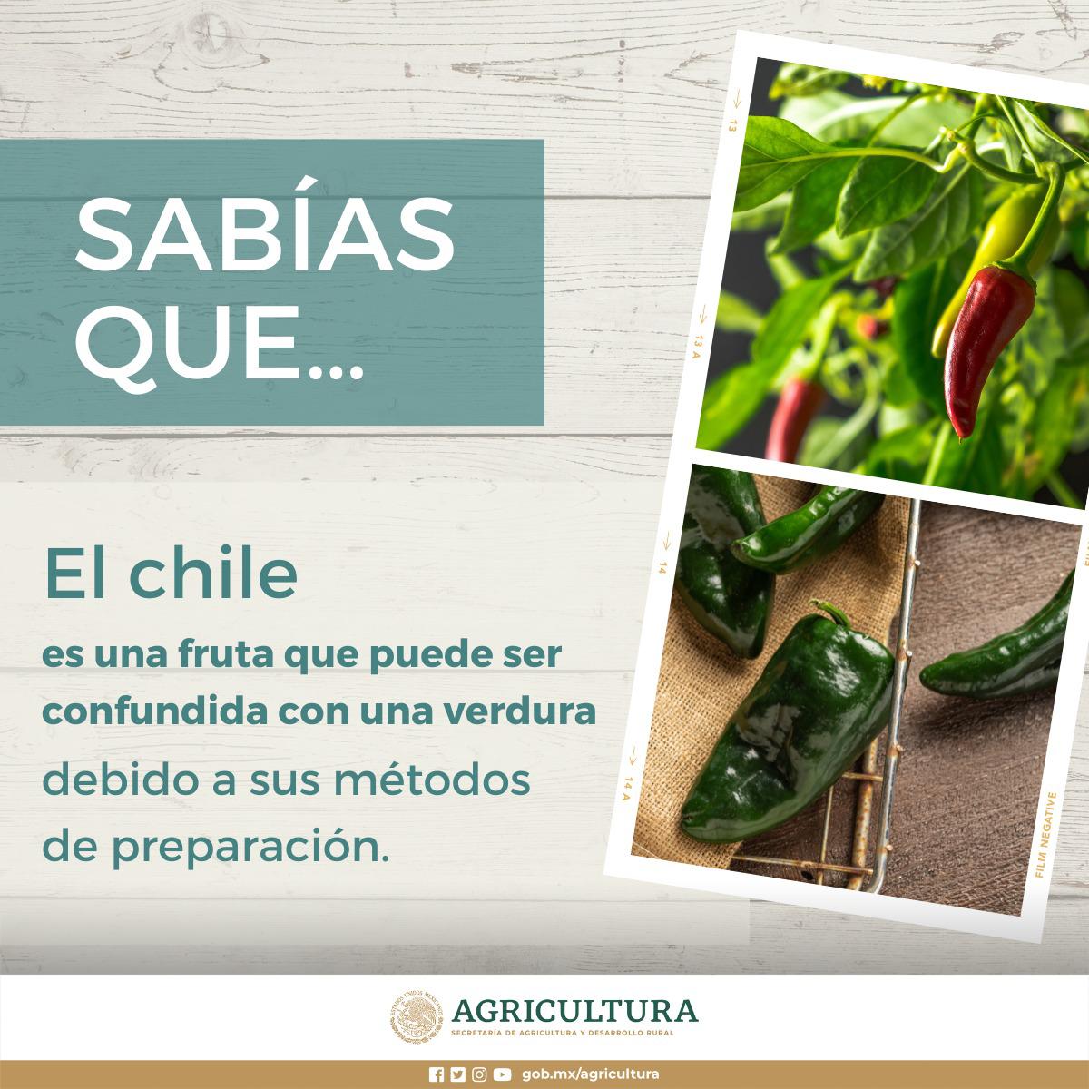 $!Es Sinaloa segundo lugar en chile poblano: Agricultura