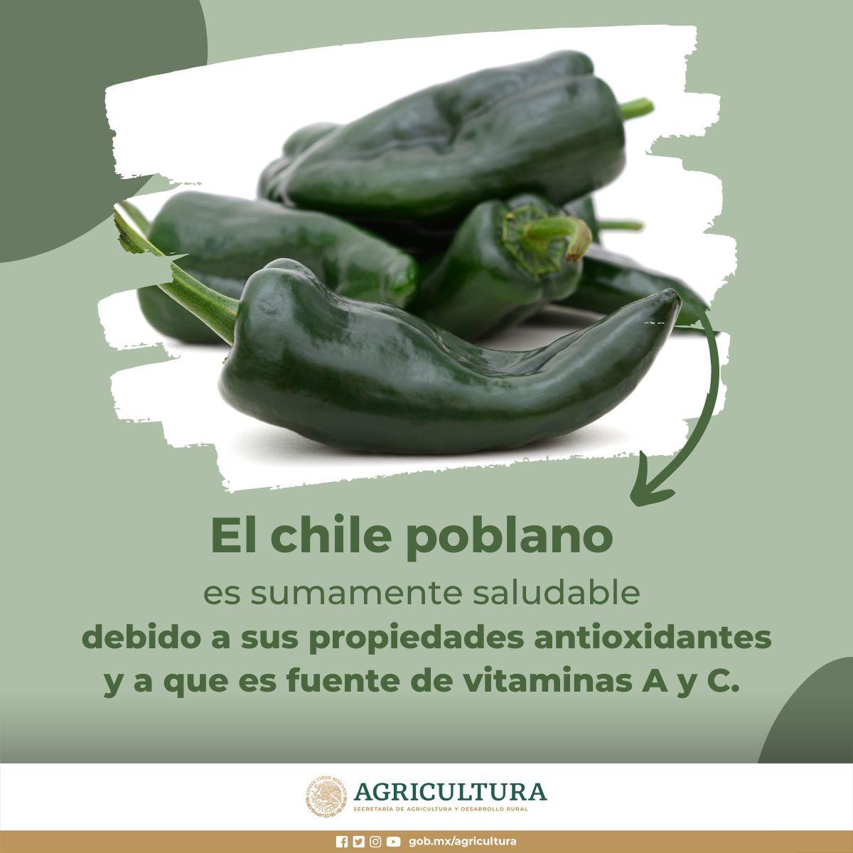 $!Es Sinaloa segundo lugar en chile poblano: Agricultura