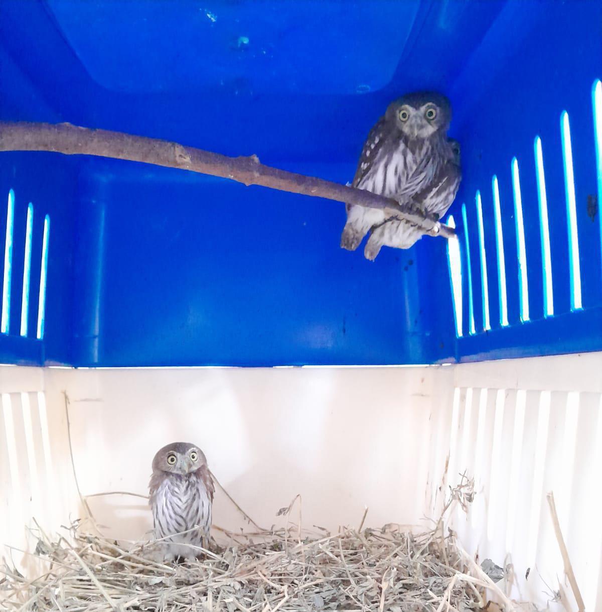 $!Rehabilita Hospital de la Fauna del Gran Acuario Mazatlán a especies en riesgo