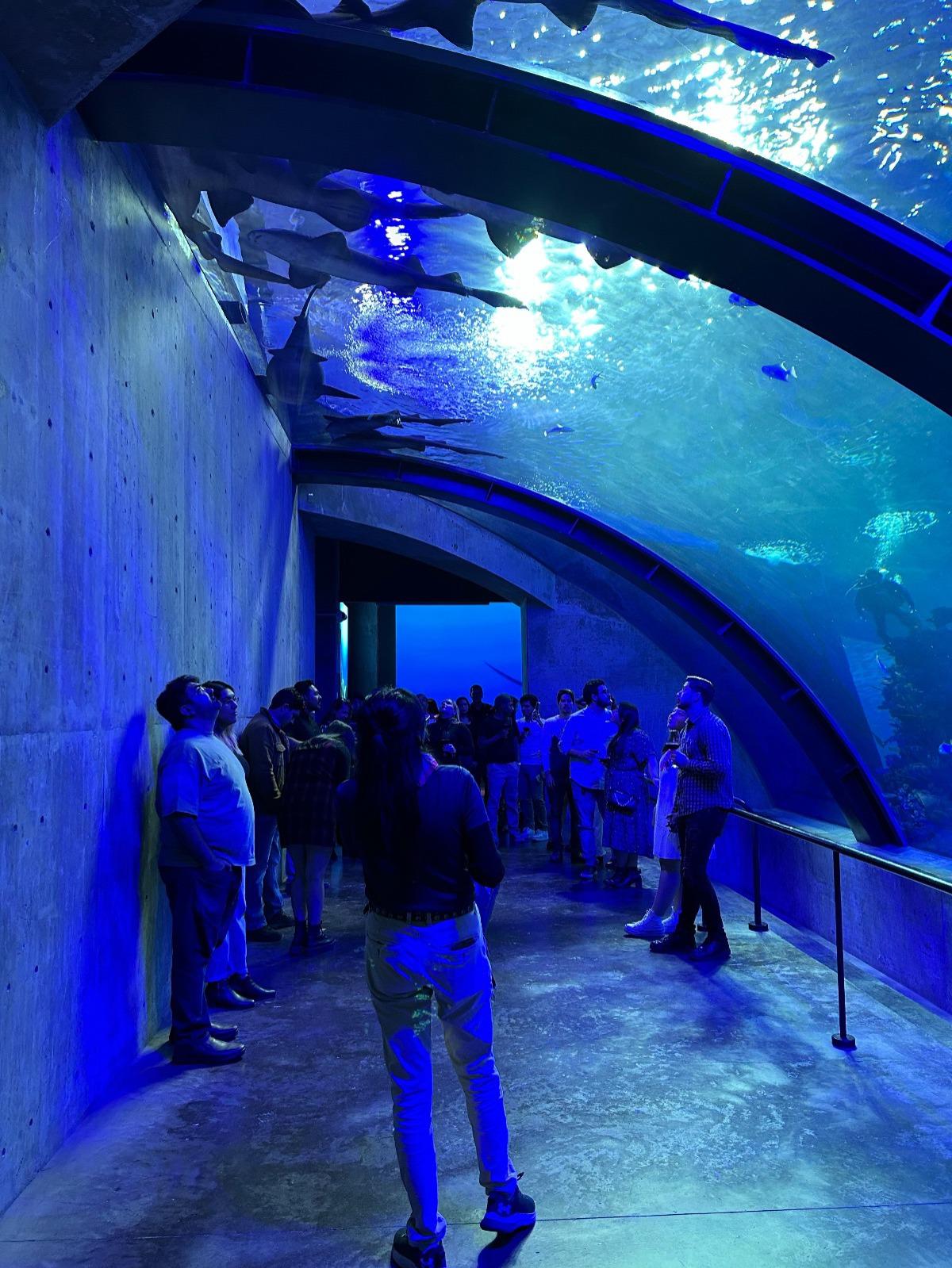 $!Invitan a disfrutar las Shark Nights, una experiencia nocturna en el Gran Acuario Mazatlán