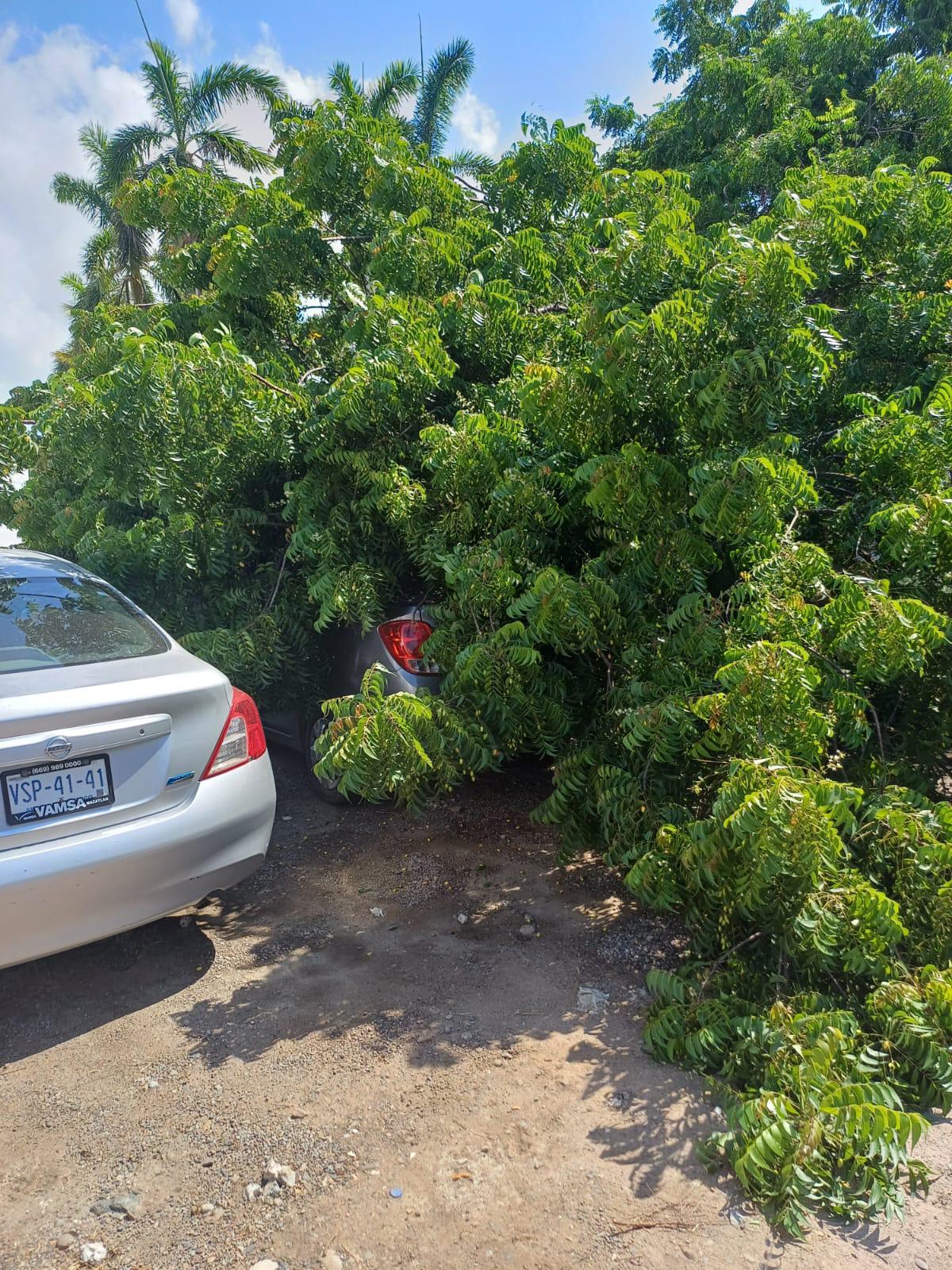 $!Maestra resulta lesionada tras caerle un árbol en secundaria en Mazatlán