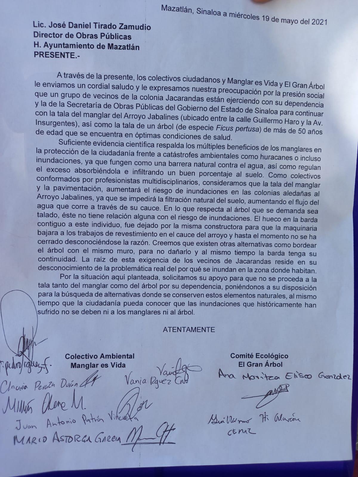 $!Dicen ‘¡no!’ en Mazatlán al corte del ‘Gran Árbol’ del Arroyo Jabalines