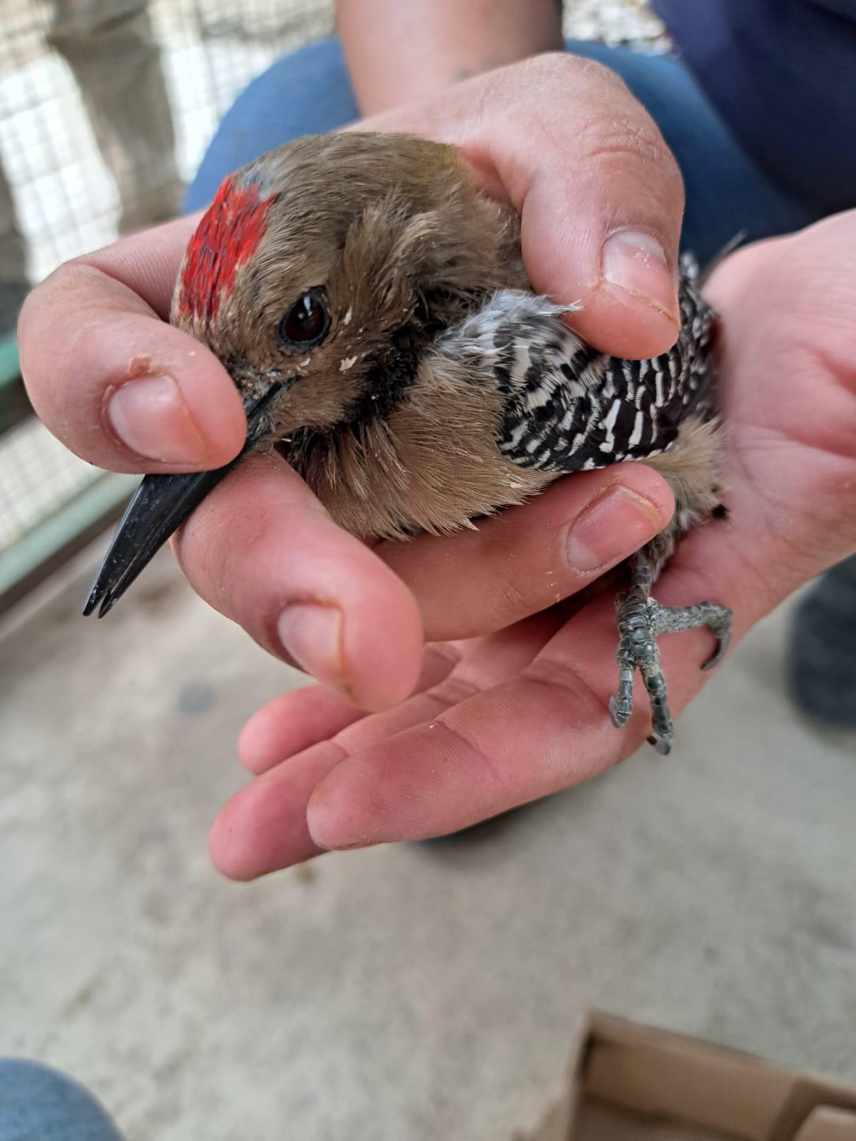 $!Atienden 300 especies en 2024 provenientes de rescates en el Hospital de la Fauna del Gran Acuario