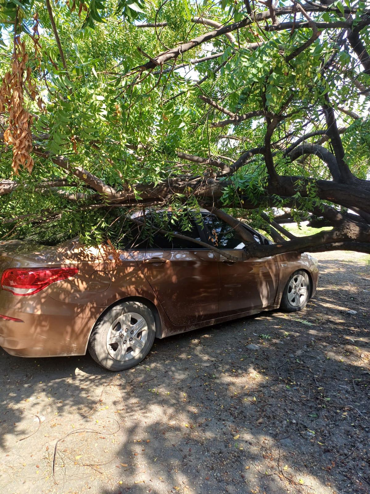 $!Maestra resulta lesionada tras caerle un árbol en secundaria en Mazatlán