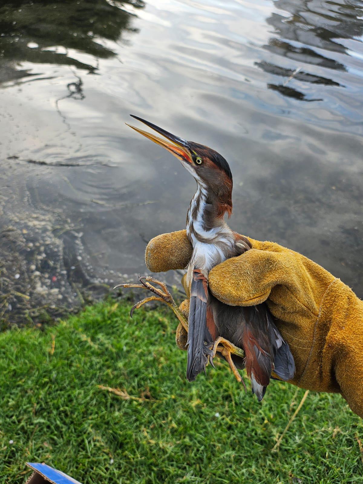 $!Atienden 300 especies en 2024 provenientes de rescates en el Hospital de la Fauna del Gran Acuario