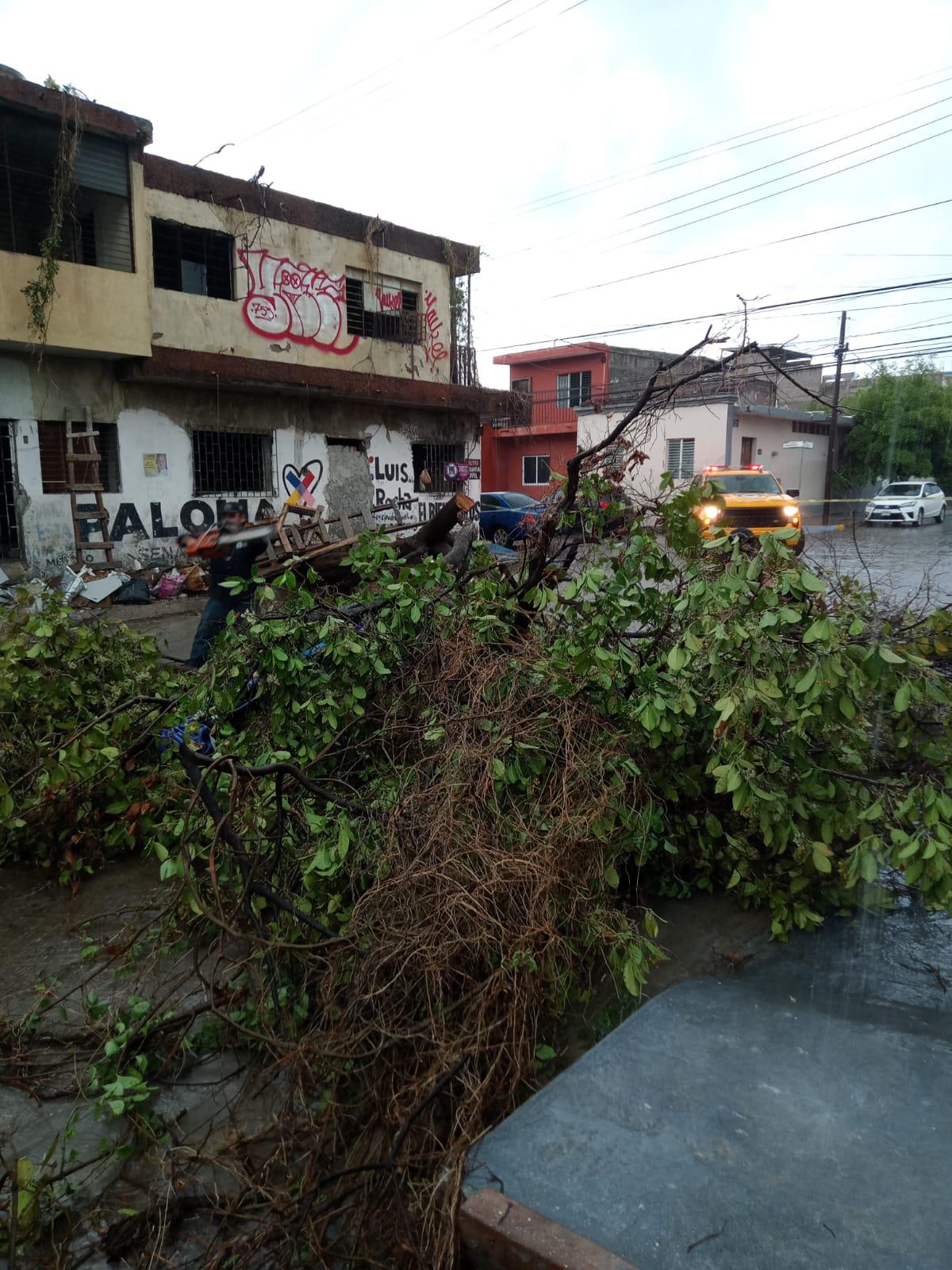 $!Deja tormenta vespertina árboles, espectaculares y postes caídos en Culiacán