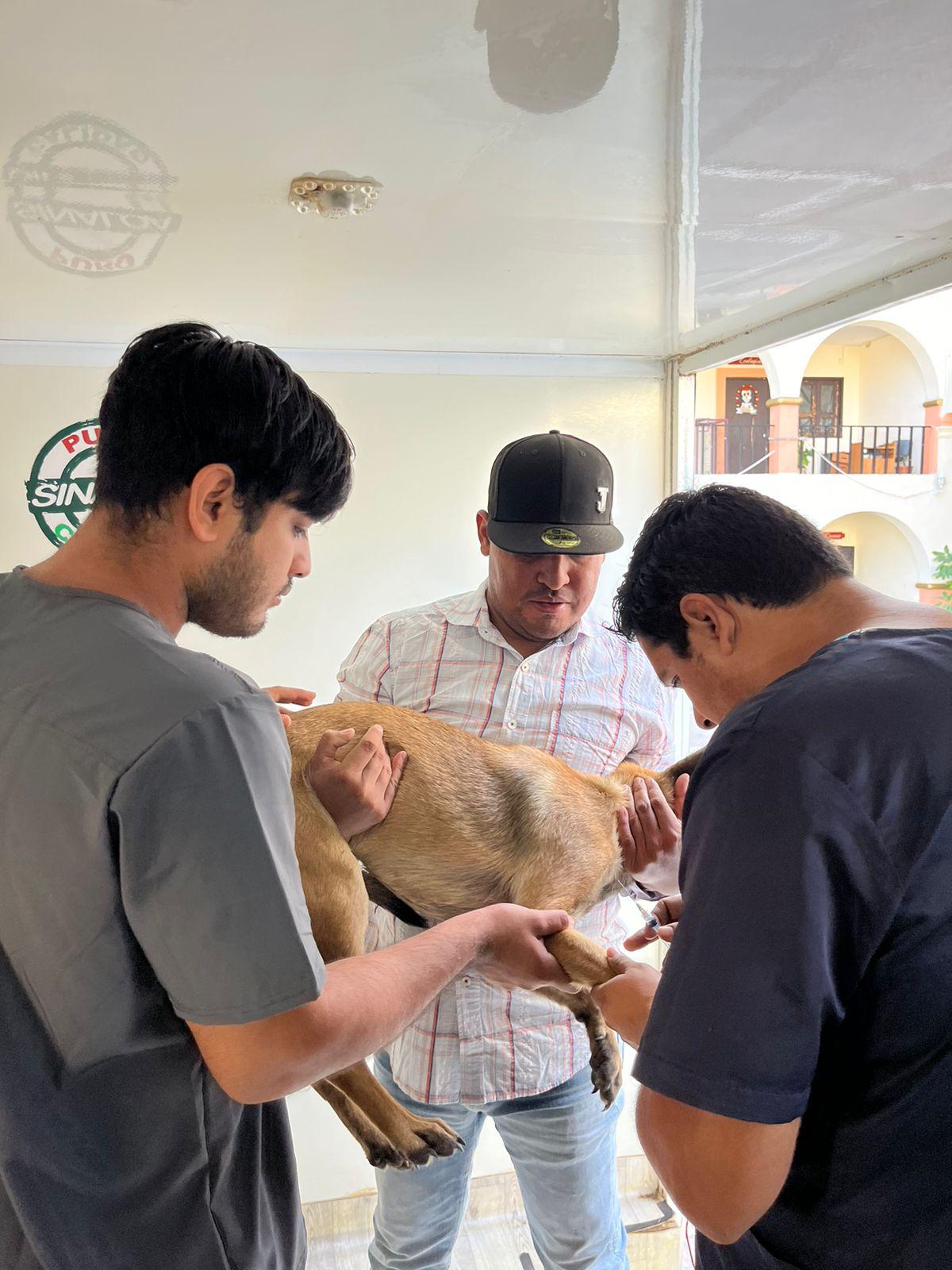 $!Implementa en Rosario jornada de esterilización de mascotas