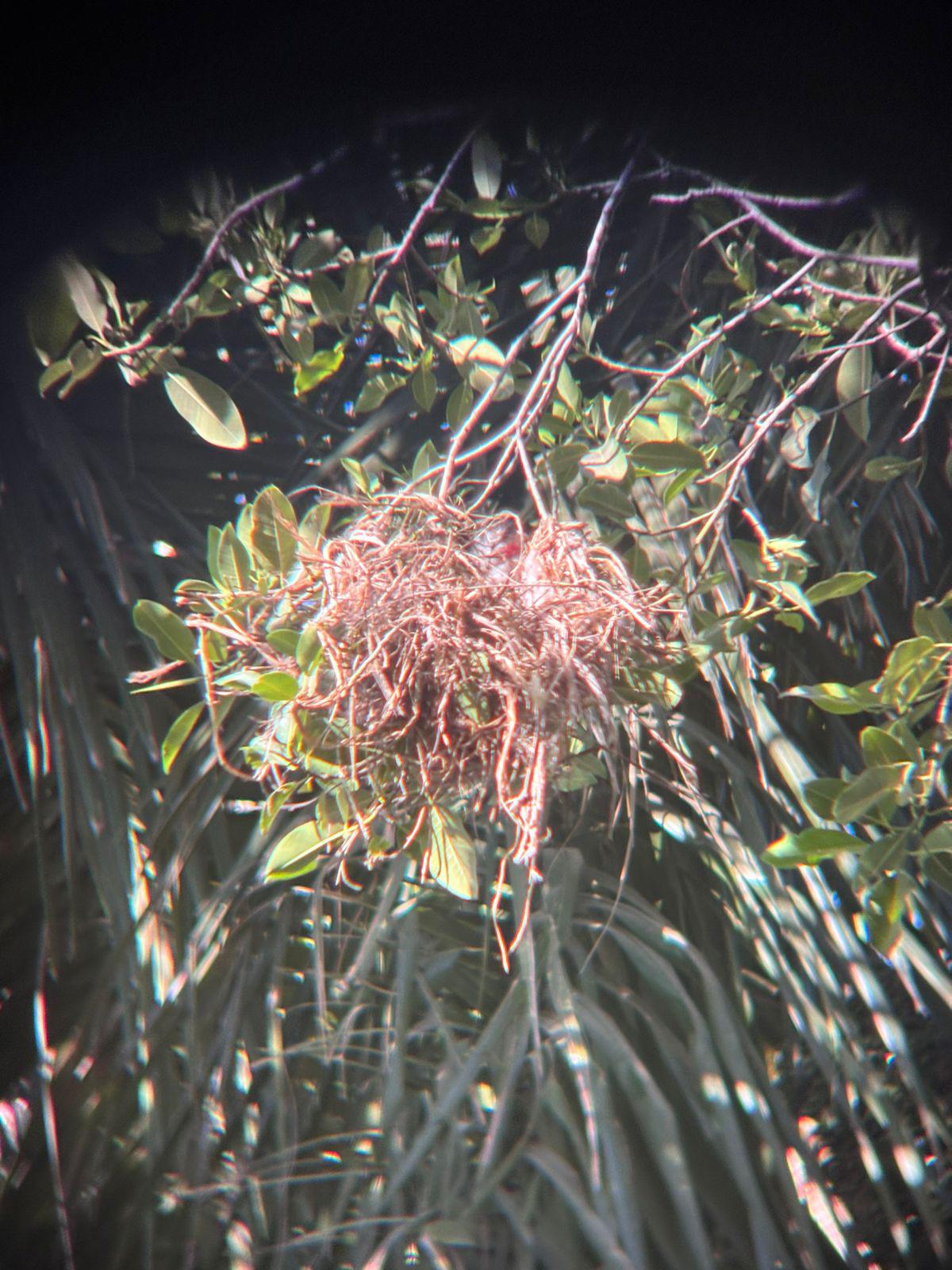 $!Participa Culiacán en la jornada internacional de avistamiento de aves