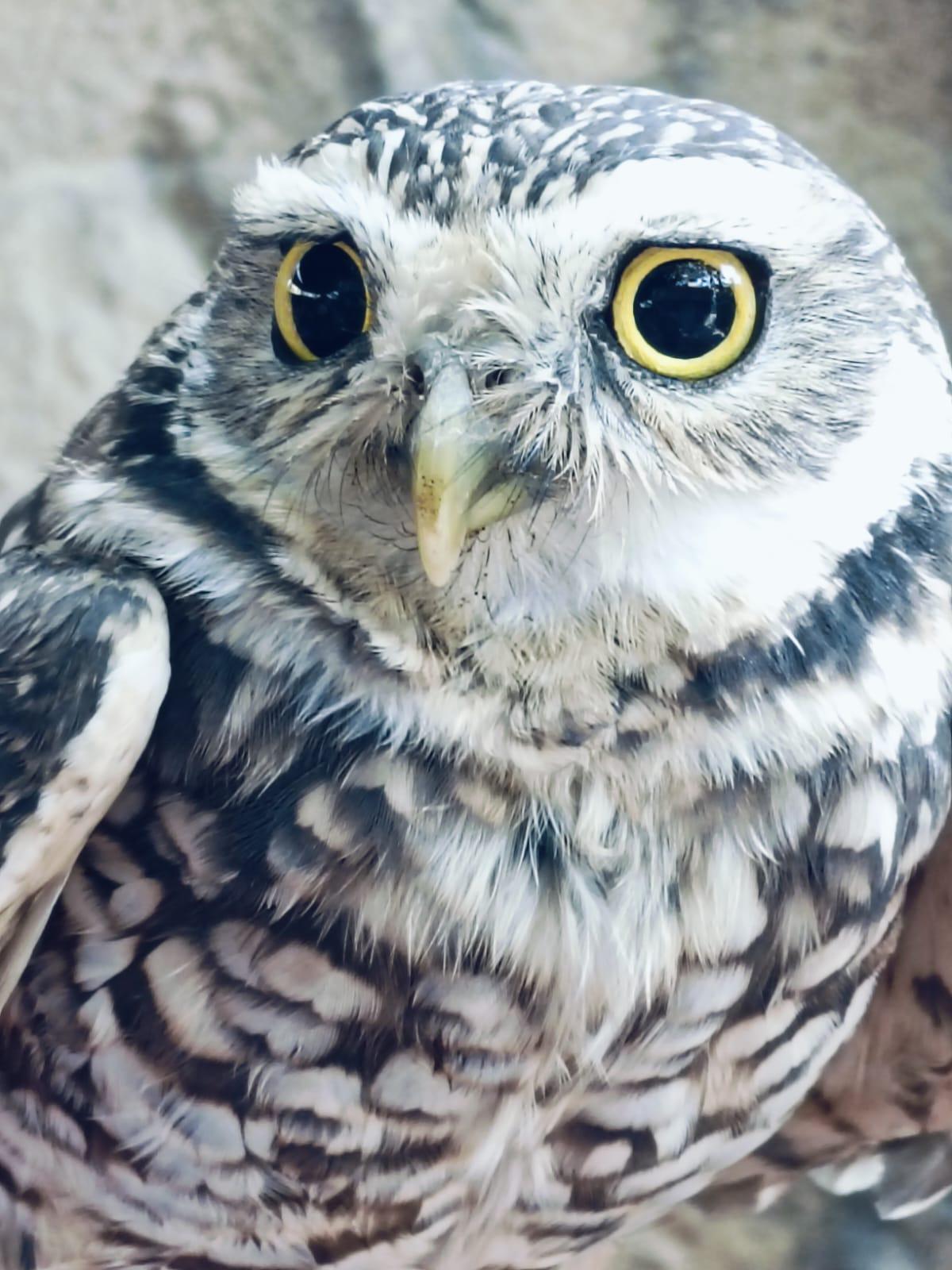 $!‘Hércules’, el tecolote llanero, cautiva en el Gran Acuario Mazatlán Mar de Cortés