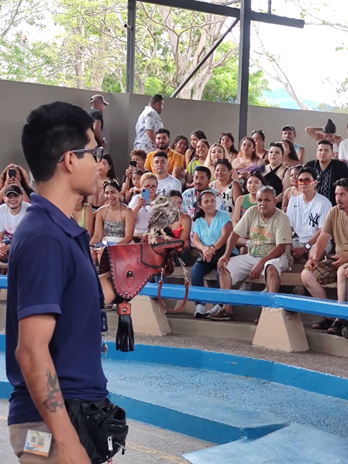 $!‘Hércules’, el tecolote llanero, cautiva en el Gran Acuario Mazatlán Mar de Cortés