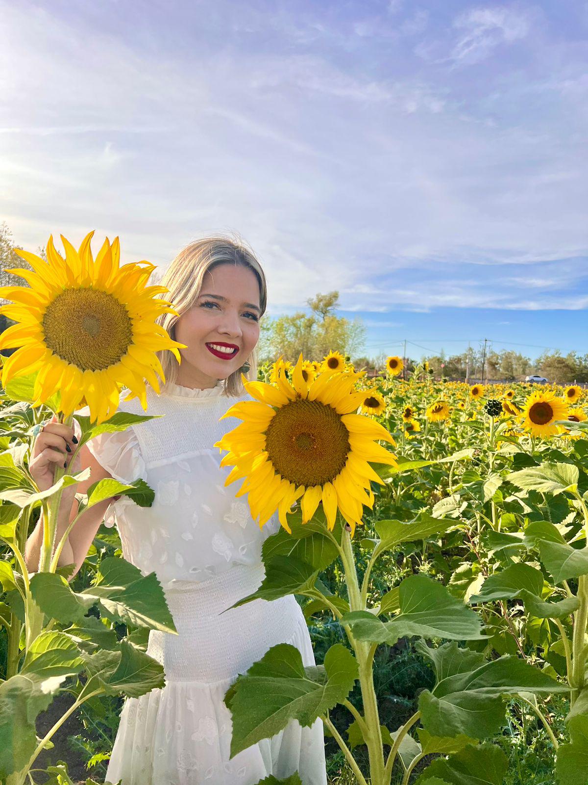 $!Llega la primavera al campo de girasoles en Mocorito; abren visitas