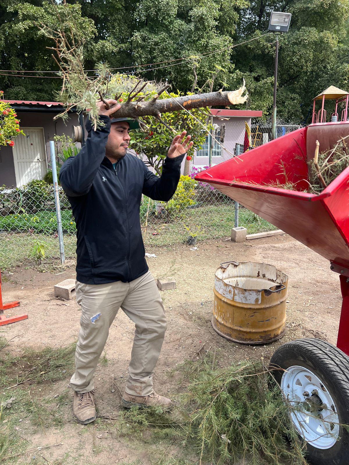 $!Ayuntamiento de Culiacán inicia con el acopio de pinos navideños