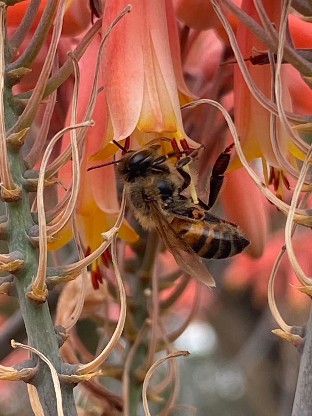 $!Cinco plantas del Jardín Botánico Culiacán que son las favoritas de los polinizadores