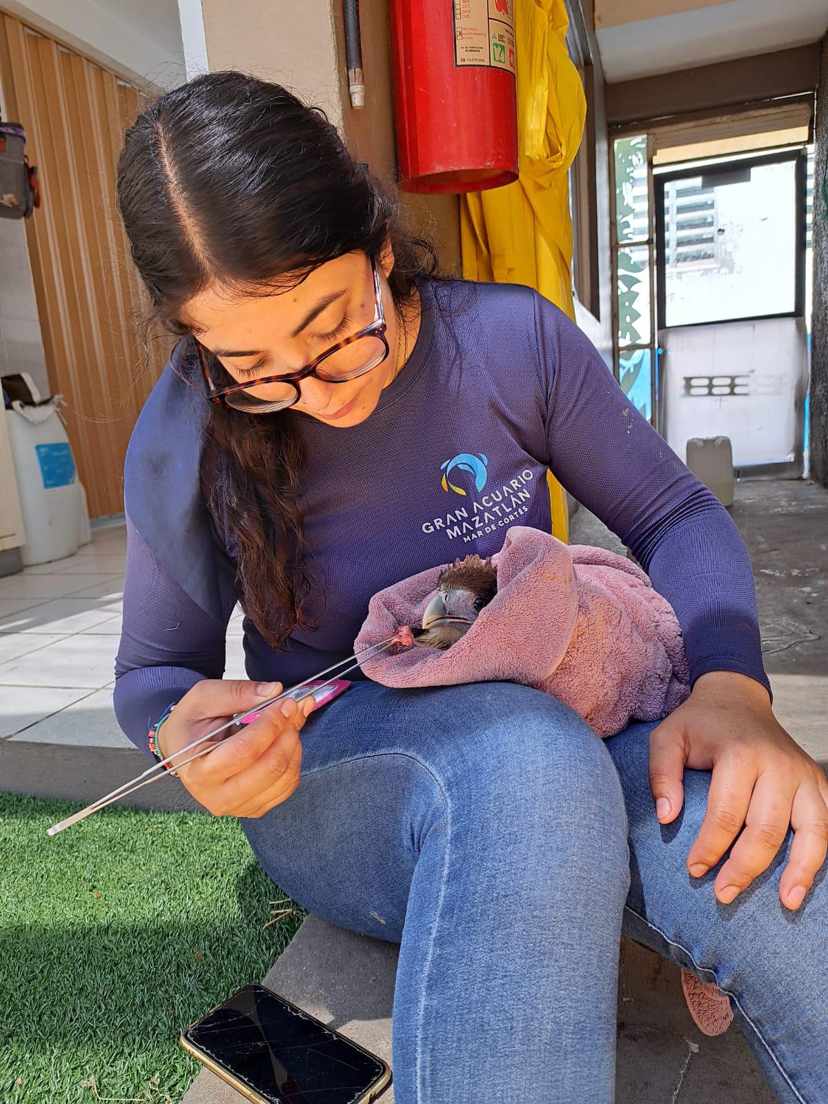 $!Atienden 300 especies en 2024 provenientes de rescates en el Hospital de la Fauna del Gran Acuario