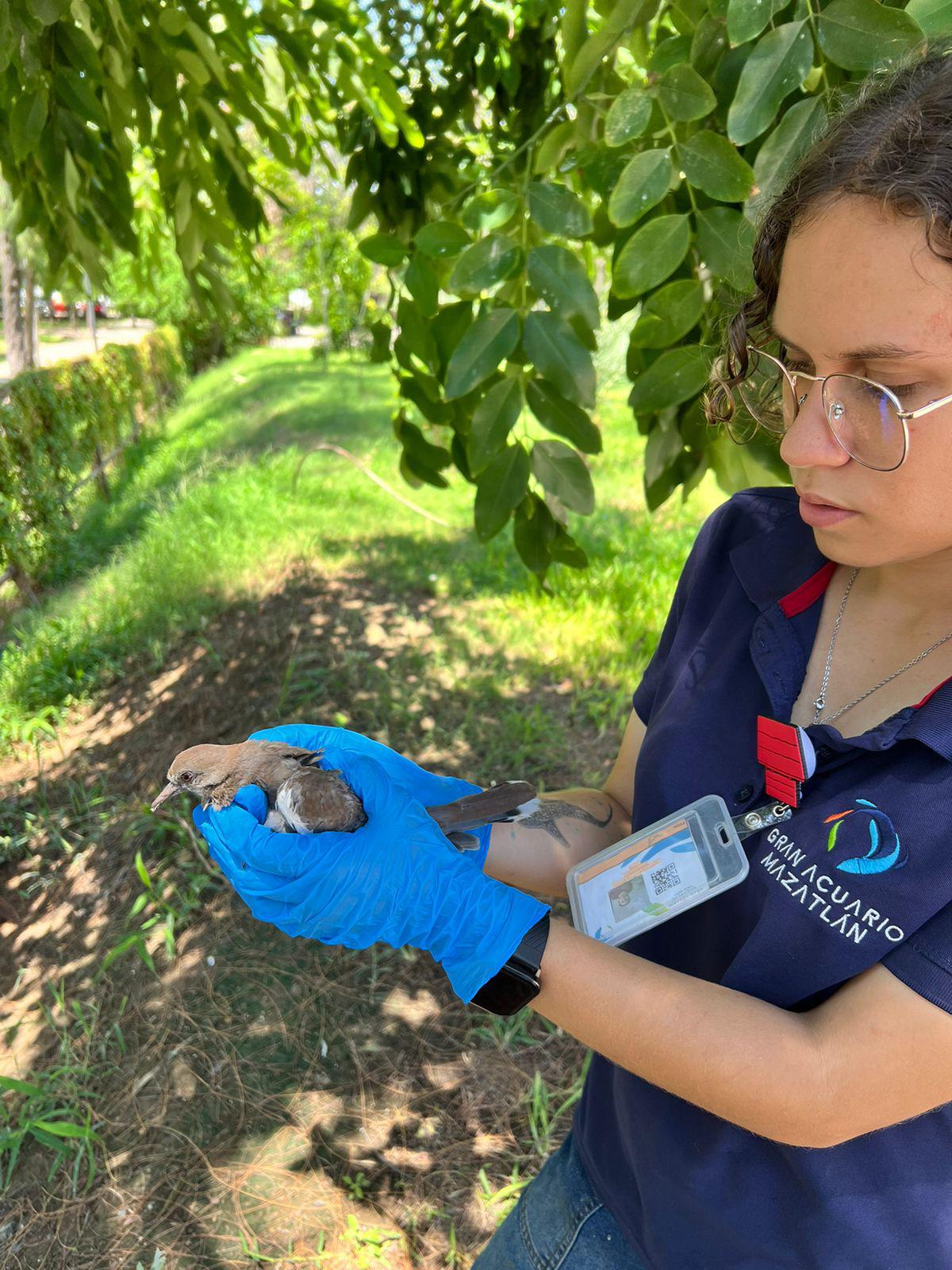 $!Atienden 300 especies en 2024 provenientes de rescates en el Hospital de la Fauna del Gran Acuario