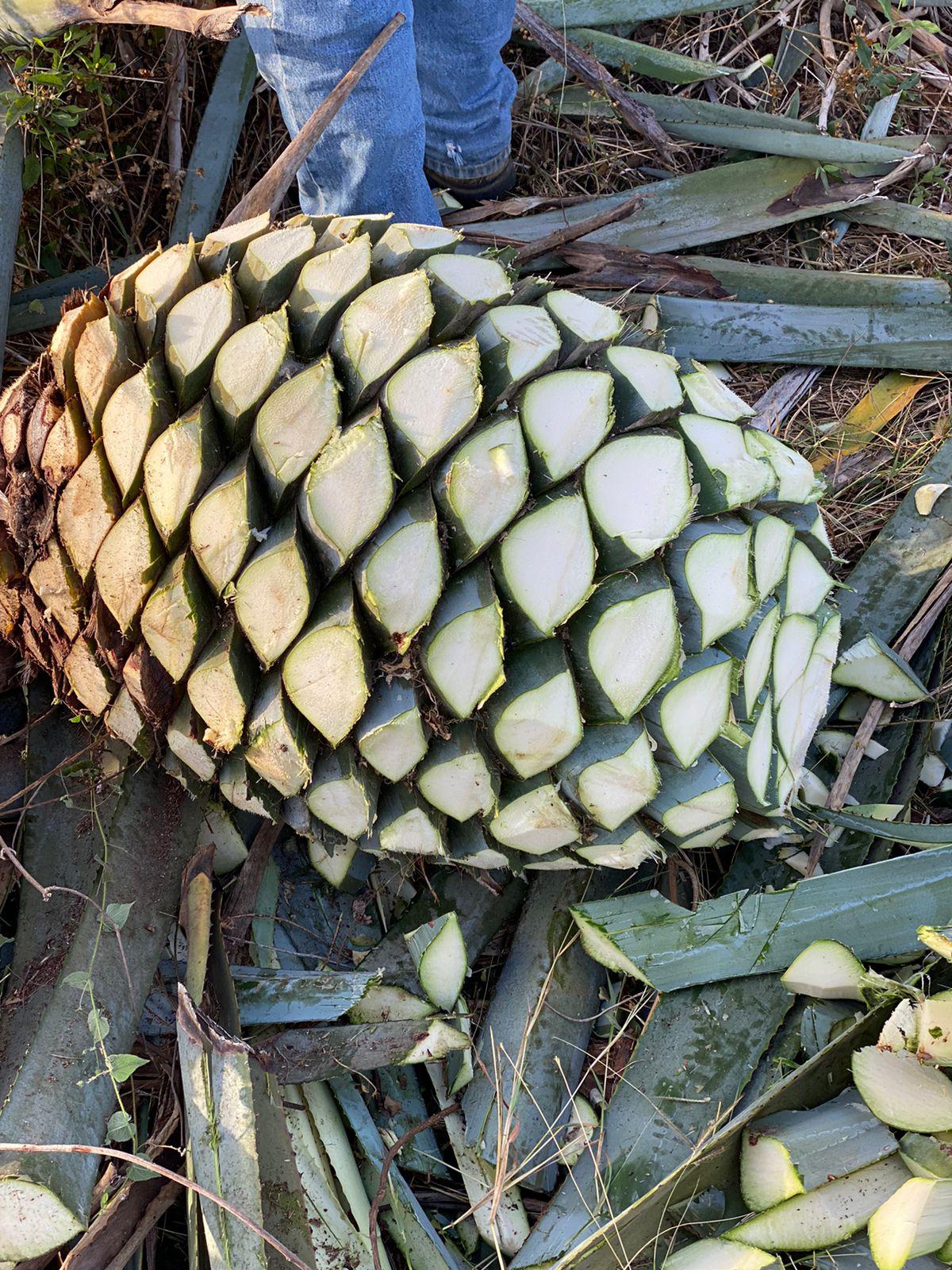 $!Culiacán se abre también al cultivo de agave y buscan producir mezcal