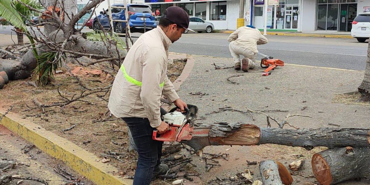 Gobierno de Mazatlán sigue con el desmoche de árboles; ahora cortan los de  la Avenida Benemérito de las Américas