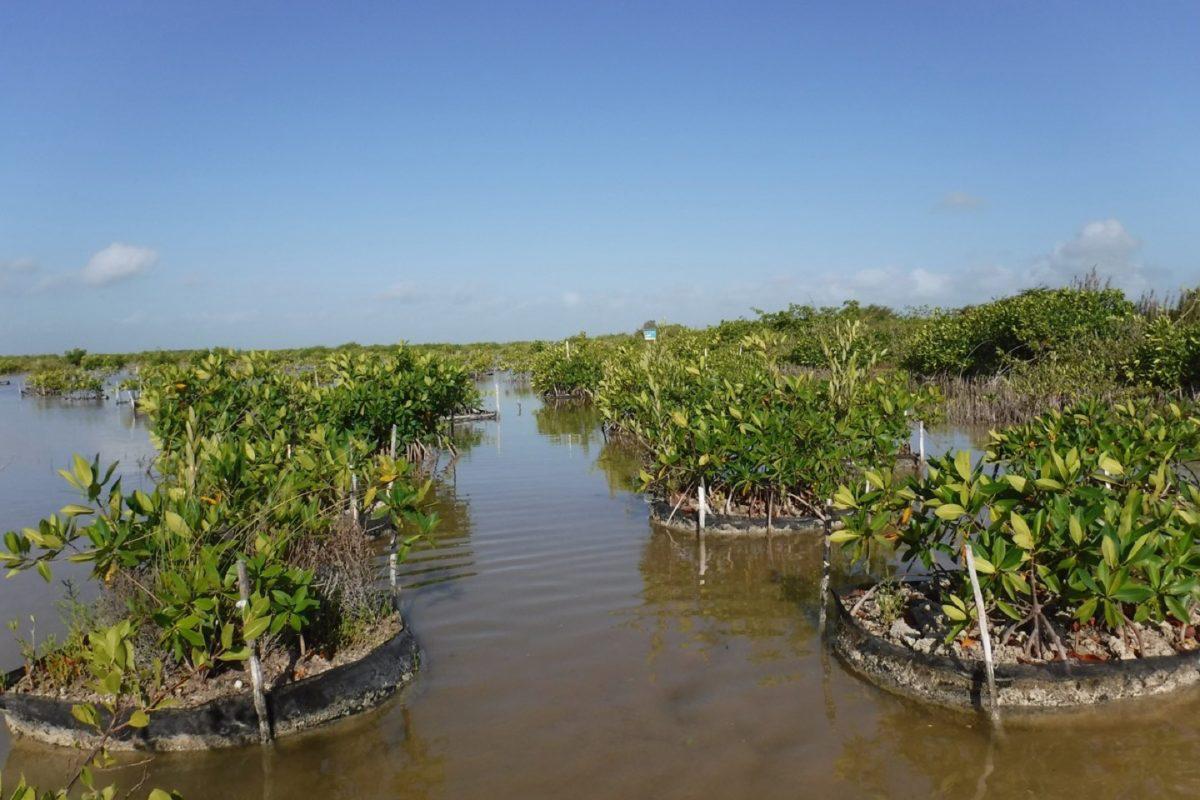 $!2020. El manglar reforestado en 2017 ha crecido gracias al trabajo de los investigadores.