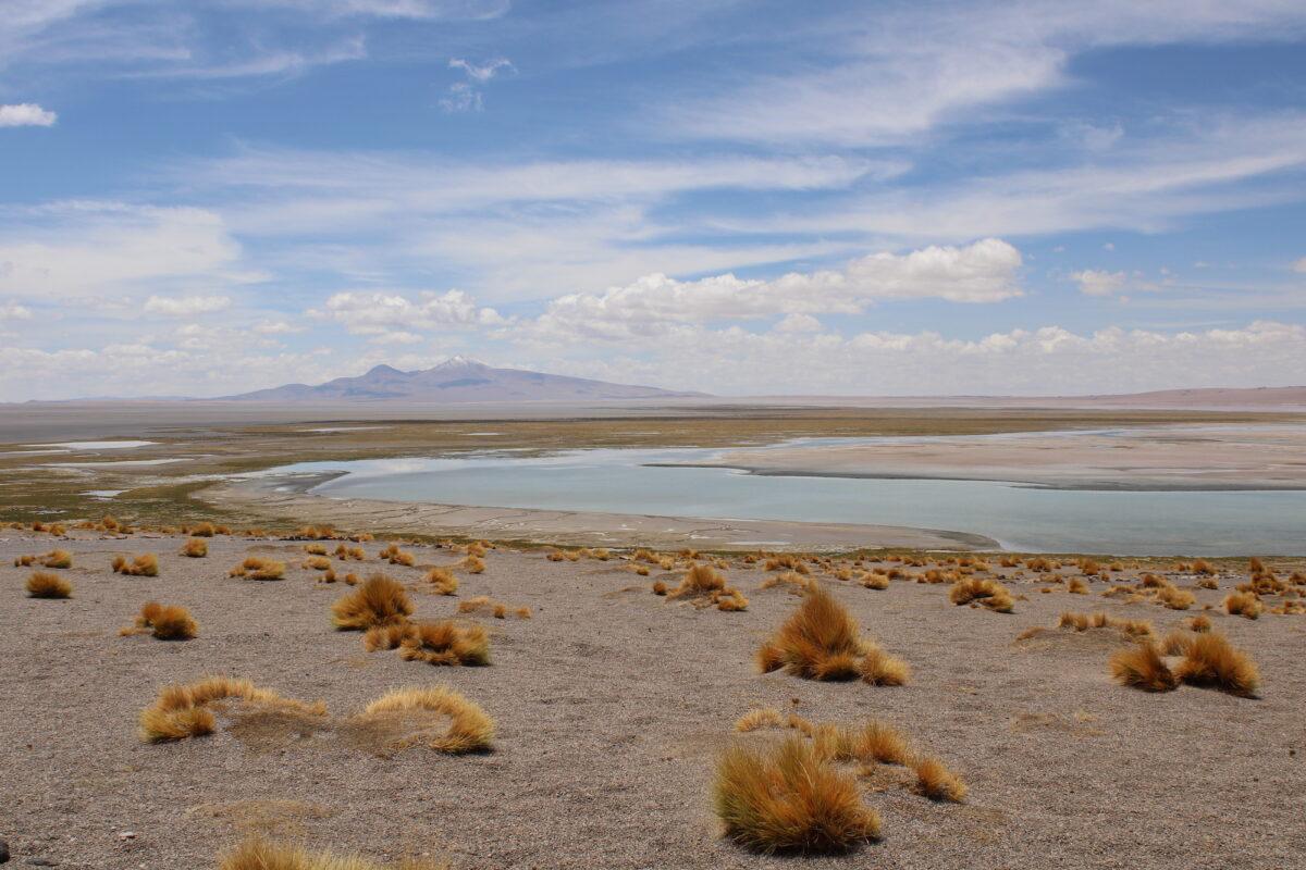 $!En la fiebre del Litio, pesa más el aprovechamiento económico que la preocupación por la salvedades ambientales