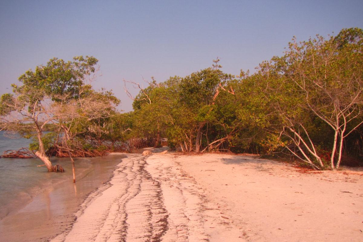 $!Bosque de manglar en Colombia.