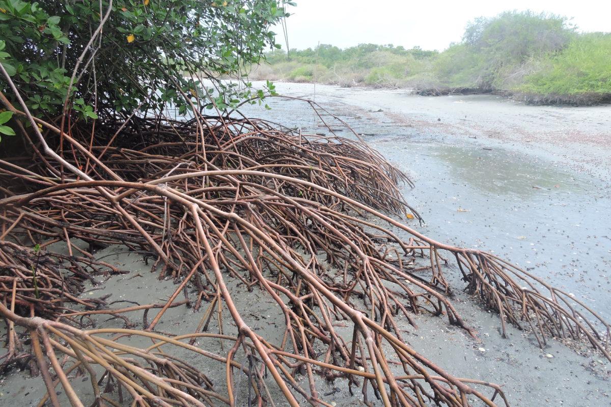 $!Raíces de manglar.