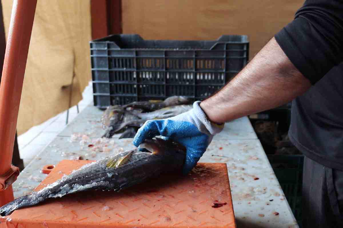 $!Revisión de pescados obtenidos por el método Ike-Jime, que da un valor agregado de hasta cuatro veces su precio habitual. Este proceso se realiza en la Estación de Campo de Pesca ABC en San Felipe.