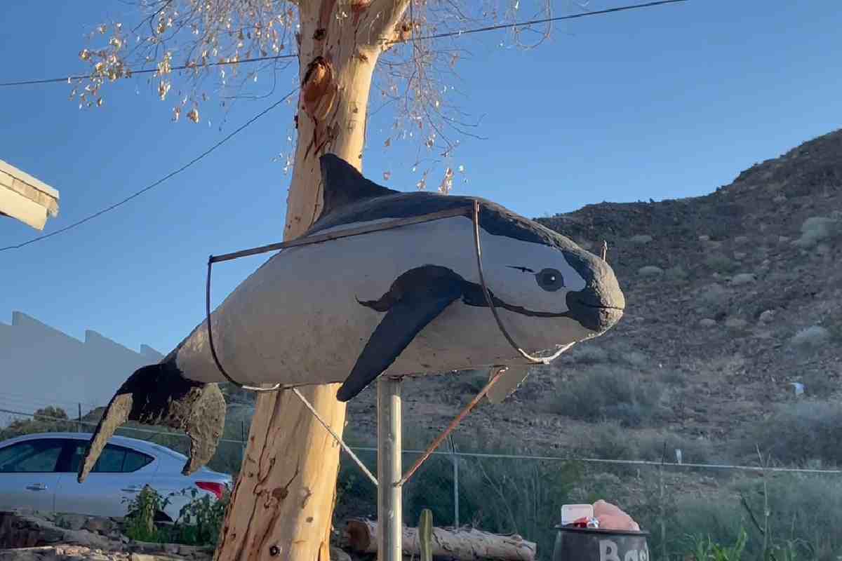 $!Escultura de vaquita marina en tamaño real en casa de uno de los buzos entrevistados para este reportaje. La creó para actividades de educación ambiental con la comunidad de San Felipe, Baja California.