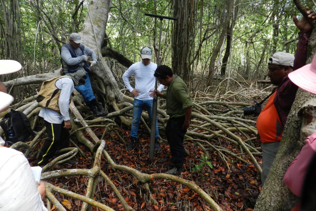 $!Comunidades participan de actividades en manglares mexicanos.