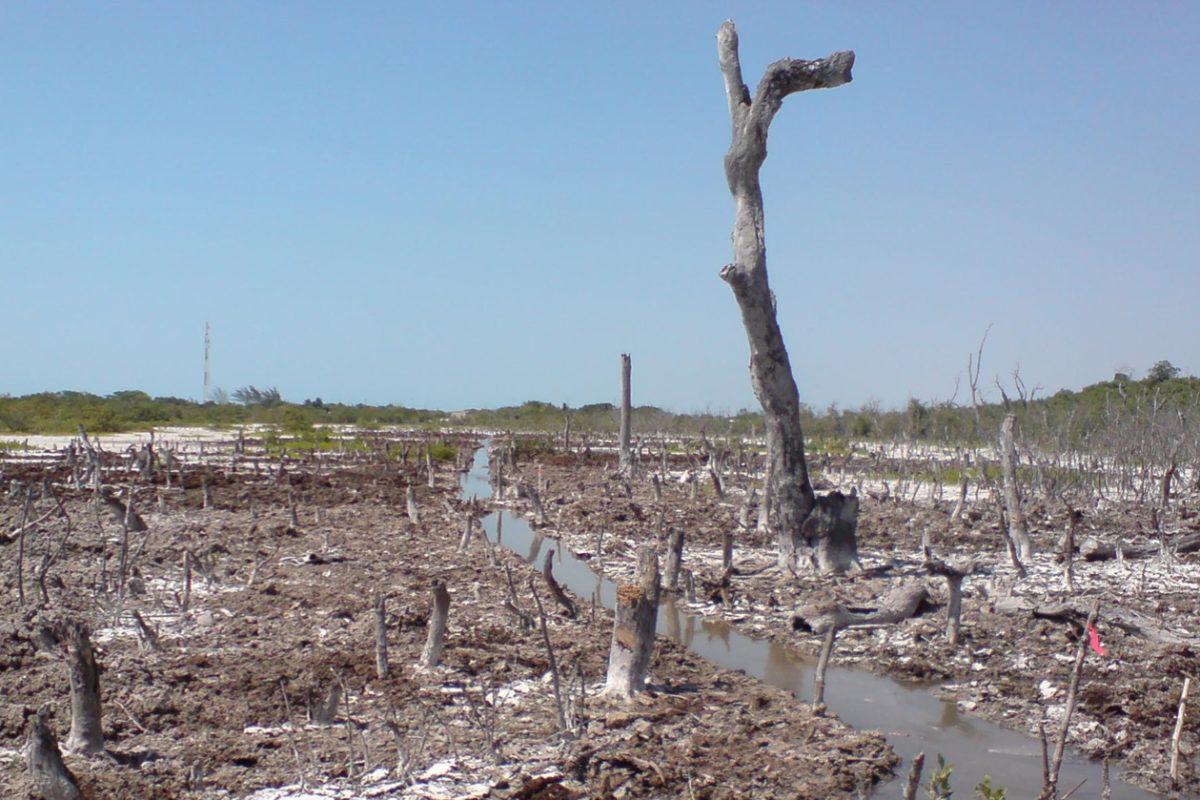 $!Zona deforestada de manglar en México.