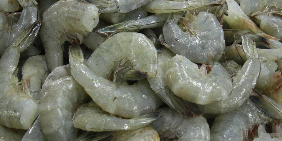 Camarón proveniente de Ecuador es detectado a la venta en carretas de  mariscos de Culiacán