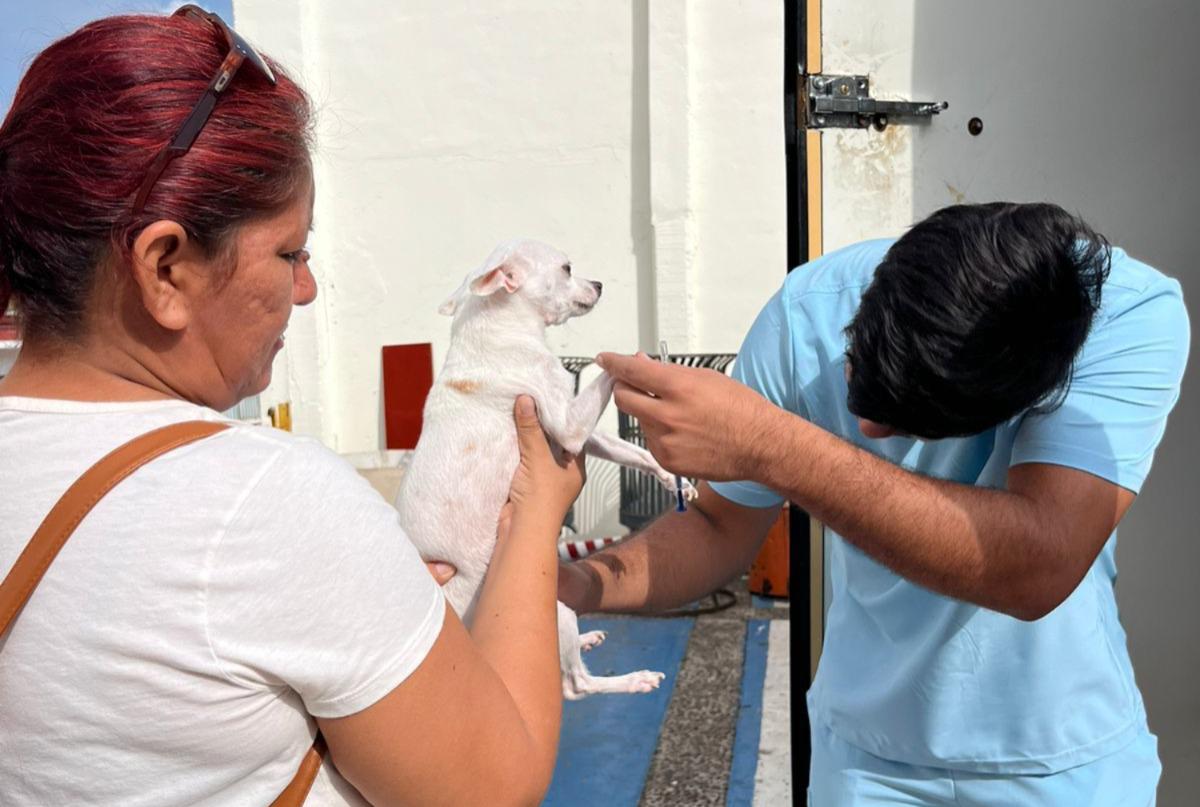 $!Realizan jornada de esterilización de perros y gatos en Rosario