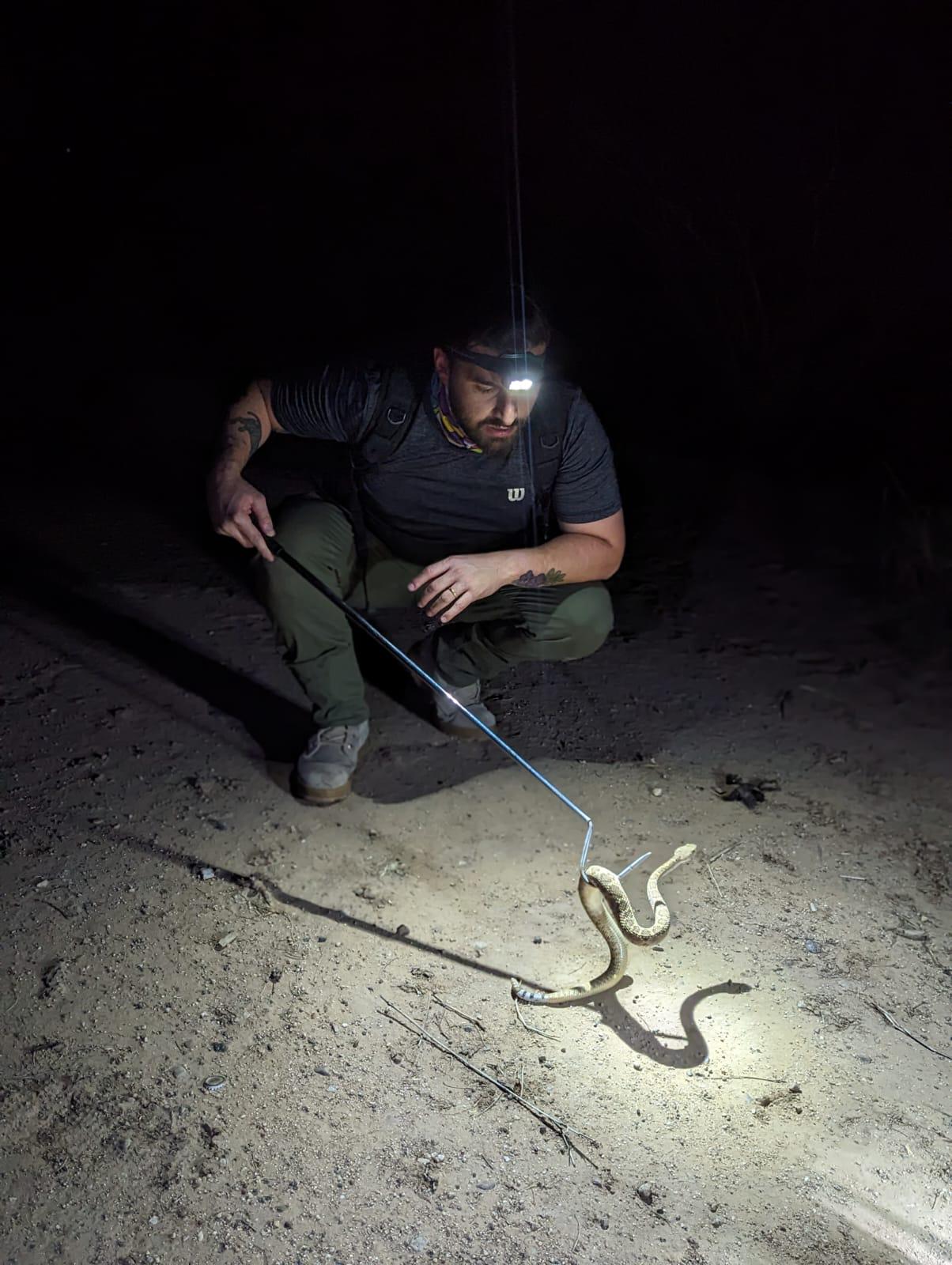 $!Durante el verano, las serpientes de cascabel suelen mantenerse activas durante la noche, esto debido a que son animales “ectotérmicos” (de sangre fría). Necesitan el calor del ambiente, pero no temperaturas tan altas como se presentan durante el día.