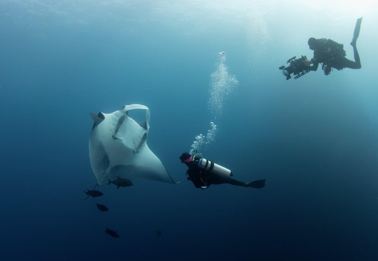 $!El vientre de una manta gigante nos permite identificar a cada individuo porque cada una tiene su propio patrón, similar a una huella dactilar.