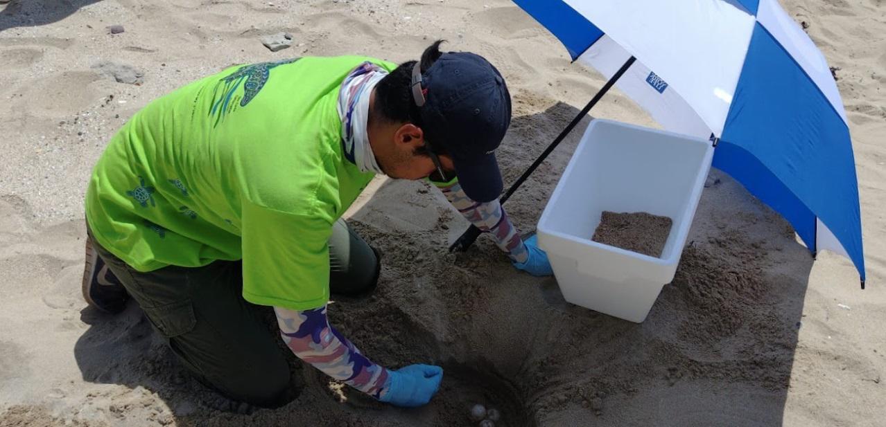 $!México: la misión de salvar a los lobos marinos de las artes de pesca abandonadas