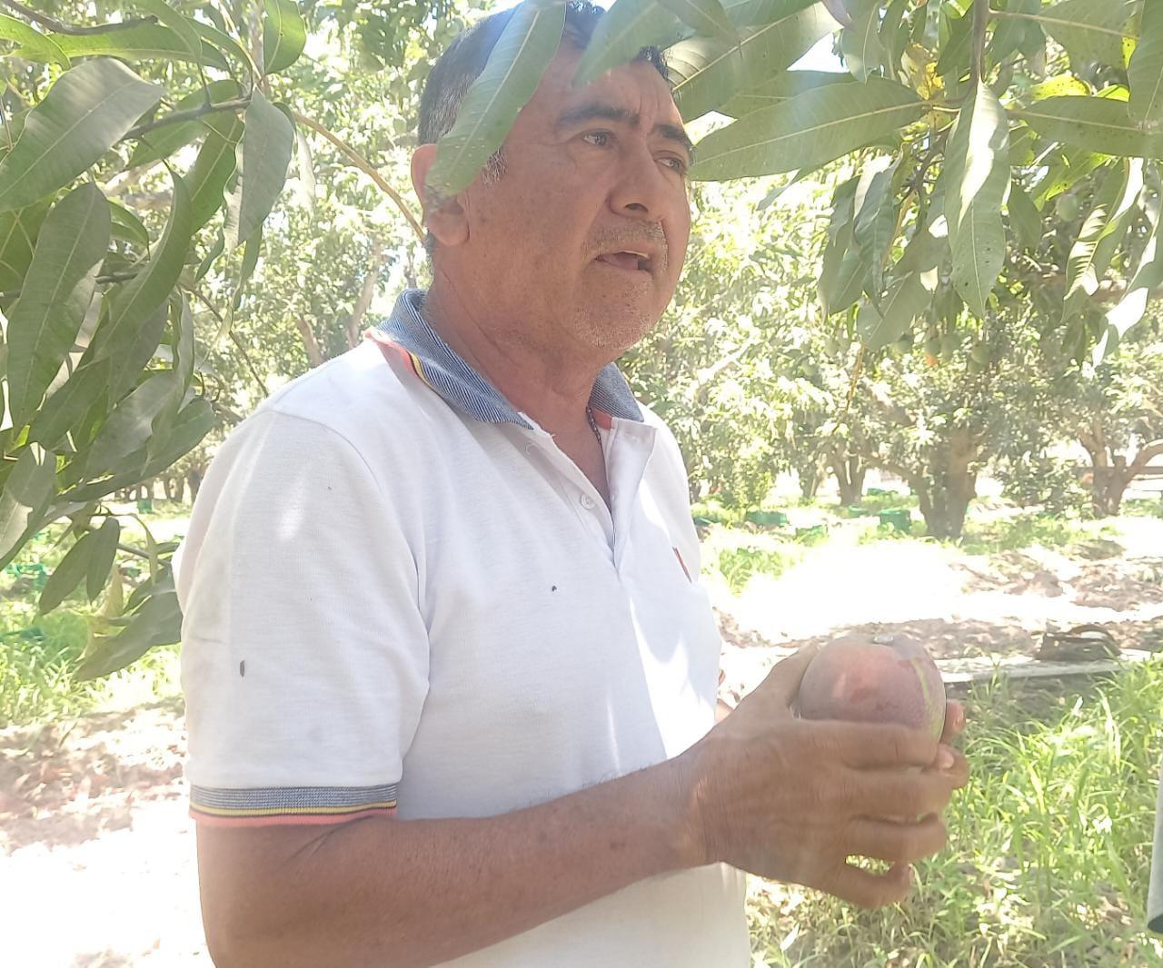 $!Con precios bajos, productores de mango inician la temporada en Escuinapa