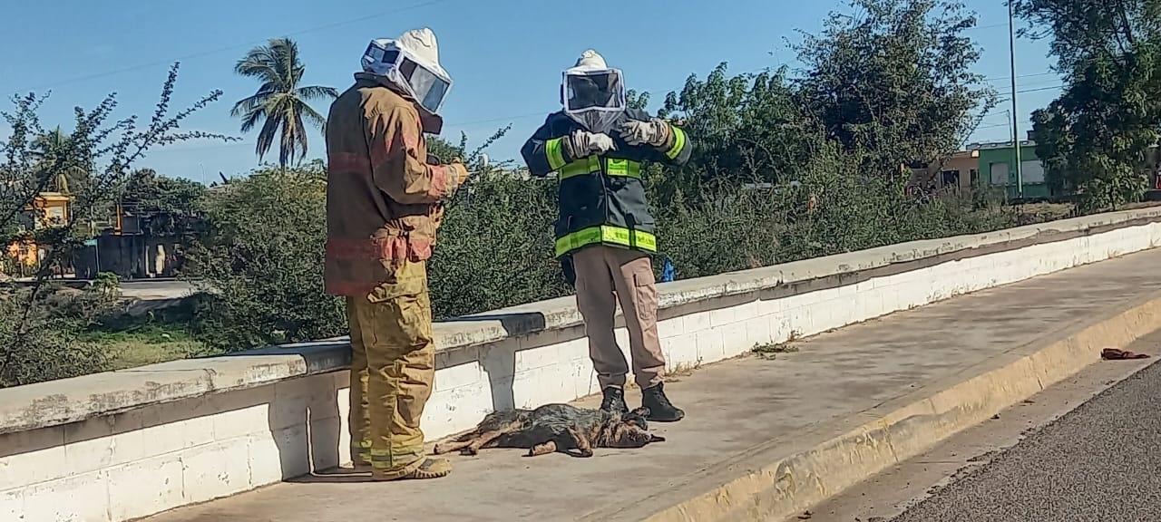 $!Atacan abejas a menor y su perrito en Escuinapa